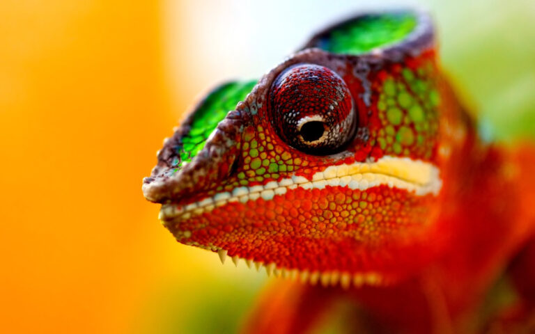 Chameleon (Erin Albert, Social Intelligence)