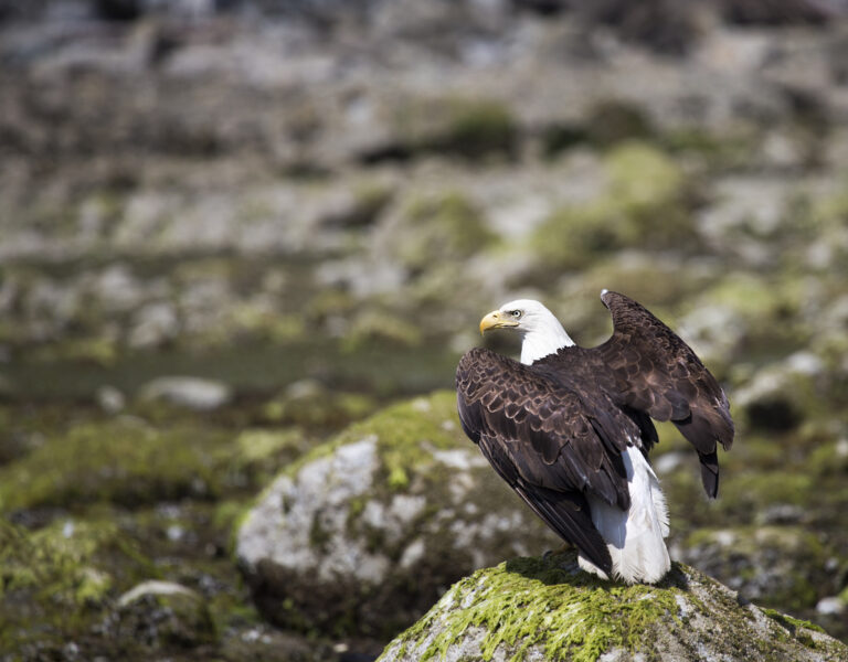 Friends That Play Together, Stay Together (Eagles of Death Metal, Zipper Down review)